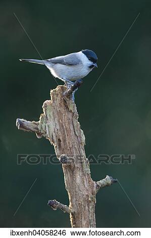 "Marsh Tit (Poecile palustris), Emsland, Lower Saxony, Germany, Europe" View Large Photo Image Stock Photograph - "Marsh Tit (Poecile palustris), Emsland, Lower Saxony, Germany, Europe". Fotosearch
