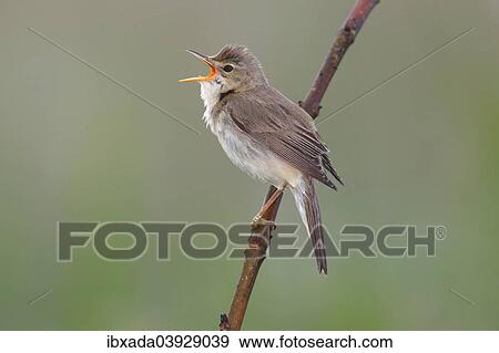 "Marsh Warbler (Acrocephalus palustris) perched on a branch, Dummer Nature Park, Lower Saxony, Germany, Europe" View Large Photo Image Stock Photo - "Marsh Warbler (Acrocephalus palustris) perched on a branch, Dummer Nature Park, Lower Saxony, Germany, Europe". Fotosearch