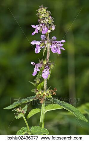 "Marsh Woundwort (Stachys palustris), Untergroeningen, Baden-Wuerttemberg, Germany, Europe" View Large Photo Image Stock Photo - "Marsh Woundwort (Stachys palustris), Untergroeningen, Baden-Wuerttemberg, Germany, Europe". Fotosearch