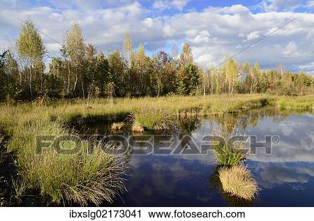 "Marshland pond overgrown with club-rush in autumn, Stammbeckenmoor Rosenheim bog near Raubling, Bavaria, Germany, Europe" View Large Photo Image Stock Image - "Marshland pond overgrown with club-rush in autumn, Stammbeckenmoor Rosenheim bog near Raubling, Bavaria, Germany, Europe". Fotosearch