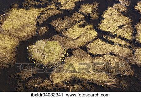 Stock Image - "Marshland with aquatic plants, aerial view, Okavango Delta, Botswana, Africa". Fotosearch