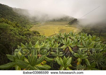 "Marshy crater in the fog on top of Gahinga volcano on the border with Rwanda, Gahinga National Park, Kisoro, southwestern Uganda" View Large Photo Image Stock Photo - "Marshy crater in the fog on top of Gahinga volcano on the border with Rwanda, Gahinga National Park, Kisoro, southwestern Uganda". Fotosearch