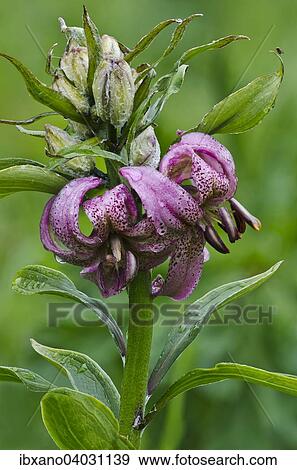 "Martagon Lily (Lilium martagon), High Tauern National Park, Carinthia, Austria, Europe" View Large Photo Image Stock Photo - "Martagon Lily (Lilium martagon), High Tauern National Park, Carinthia, Austria, Europe". Fotosearch