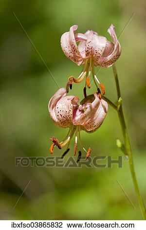 "Martagon Lily or Turk's Cap Lily (Lilium martagon), flowering, Thuringia, Germany, Europe" View Large Photo Image Stock Image - "Martagon Lily or Turk's Cap Lily (Lilium martagon), flowering, Thuringia, Germany, Europe". Fotosearch