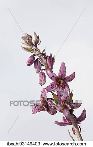 "Martagon or Turk's Cap Lily (Lilium matagon), Karerpass, Dolomiten, South Tyrol province, Trentino-Alto Adige, Italy, Europe" View Large Photo Image Stock Image - "Martagon or Turk's Cap Lily (Lilium matagon), Karerpass, Dolomiten, South Tyrol province, Trentino-Alto Adige, Italy, Europe". Fotosearch