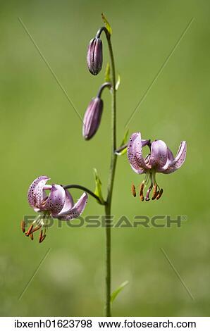 Martagon or Turk's Cap Lily (Lilium martagon) View Large Photo Image Stock Photo - Martagon or Turk's Cap Lily (Lilium martagon). Fotosearch