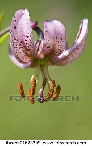 Martagon or Turk's Cap Lily (Lilium martagon) View Large Photo Image Stock Photo - Martagon or Turk's Cap Lily (Lilium martagon). Fotosearch