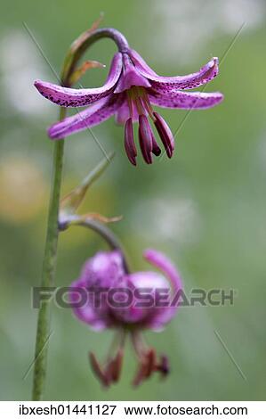 Stock Photo - Martagon or Turk's cap lily (Lilium martagon). Fotosearch
