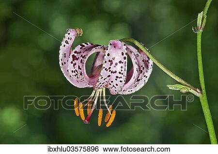 "Martagon or Turk's Cap Lily (Lilium martagon), Abtsgmuend, Baden-Wurttemberg, Germany, Europe" View Large Photo Image Stock Photograph - "Martagon or Turk's Cap Lily (Lilium martagon), Abtsgmuend, Baden-Wurttemberg, Germany, Europe". Fotosearch