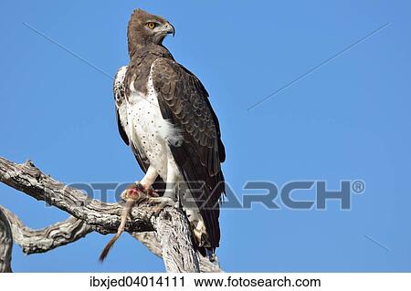 "Martial Eagle (Polemaetus bellicosus), on a dead branch, with the tail and the paw of a Meerkat (Suricata suricatta) in its talons, Etosha National Park, Namibia, Africa" View Large Photo Image Stock Image - "Martial Eagle (Polemaetus bellicosus), on a dead branch, with the tail and the paw of a Meerkat (Suricata suricatta) in its talons, Etosha National Park, Namibia, Africa". Fotosearch