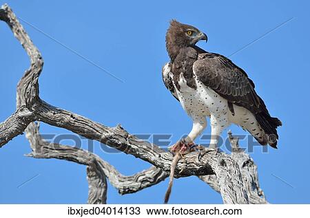"Martial Eagle (Polemaetus bellicosus), on a dead branch, with the tail and the paw of a Meerkat (Suricata suricatta) in its talons, Etosha National Park, Namibia, Africa" View Large Photo Image Stock Image - "Martial Eagle (Polemaetus bellicosus), on a dead branch, with the tail and the paw of a Meerkat (Suricata suricatta) in its talons, Etosha National Park, Namibia, Africa". Fotosearch