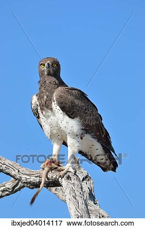 "Martial Eagle (Polemaetus bellicosus), on a dead branch, with the tail and the paw of a Meerkat (Suricata suricatta) in its talons, Etosha National Park, Namibia, Africa" View Large Photo Image Stock Photo - "Martial Eagle (Polemaetus bellicosus), on a dead branch, with the tail and the paw of a Meerkat (Suricata suricatta) in its talons, Etosha National Park, Namibia, Africa". Fotosearch