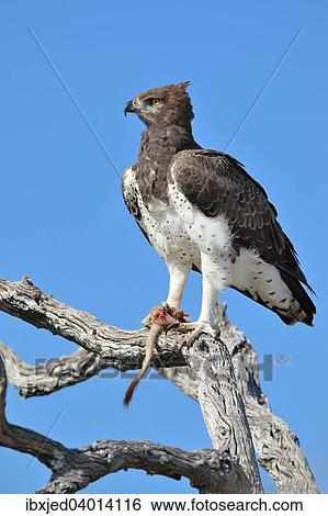 "Martial Eagle (Polemaetus bellicosus), on a dead branch, with the tail and the paw of a Meerkat (Suricata suricatta) in its talons, Etosha National Park, Namibia, Africa" View Large Photo Image Stock Photograph - "Martial Eagle (Polemaetus bellicosus), on a dead branch, with the tail and the paw of a Meerkat (Suricata suricatta) in its talons, Etosha National Park, Namibia, Africa". Fotosearch