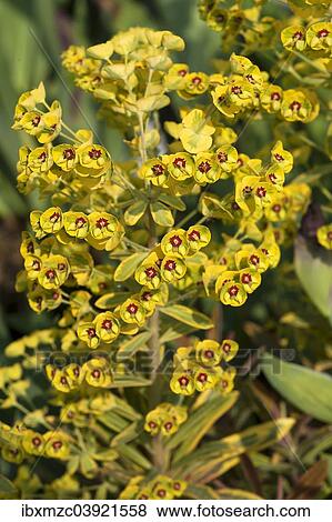 "Martin's Spurge (Euphorbia martinii), Bavaria, Germany, Europe" View Large Photo Image Stock Photo - "Martin's Spurge (Euphorbia martinii), Bavaria, Germany, Europe". Fotosearch