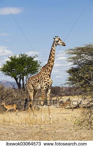 "Masai giraffe (Giraffa camelopardalis) and impalas (Aepyceros melampus), Ruaha Nationalpark, Ostafrika, Tanzania, Africa" View Large Photo Image Stock Image - "Masai giraffe (Giraffa camelopardalis) and impalas (Aepyceros melampus), Ruaha Nationalpark, Ostafrika, Tanzania, Africa". Fotosearch