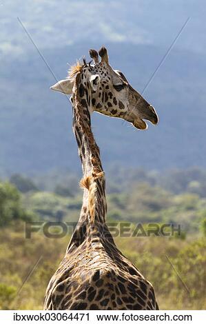 "Masai giraffe (Giraffa camelopardalis), Arusha Nationalpark, Tansania, Tanzania, Africa" View Large Photo Image Stock Image - "Masai giraffe (Giraffa camelopardalis), Arusha Nationalpark, Tansania, Tanzania, Africa". Fotosearch