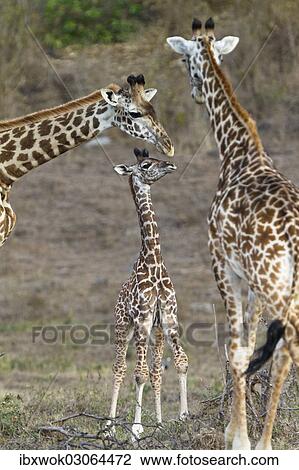 "Masai giraffes (Giraffa camelopardalis) with young, Arusha Nationalpark, Tansania, Tanzania, Africa" View Large Photo Image Stock Image - "Masai giraffes (Giraffa camelopardalis) with young, Arusha Nationalpark, Tansania, Tanzania, Africa". Fotosearch