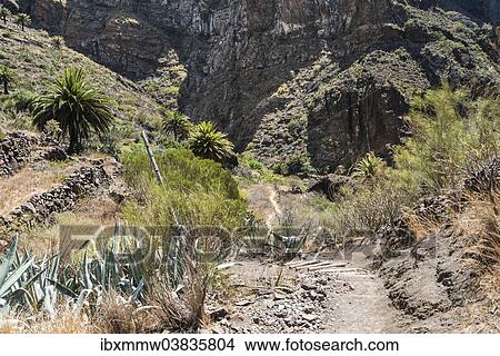 "Masca Gorge, Tenerife, Canary Islands, Spain, Europe" View Large Photo Image Picture - "Masca Gorge, Tenerife, Canary Islands, Spain, Europe". Fotosearch