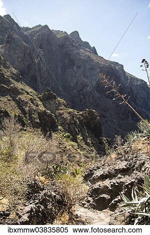 "Masca Gorge, Tenerife, Canary Islands, Spain, Europe" View Large Photo Image Stock Photography - "Masca Gorge, Tenerife, Canary Islands, Spain, Europe". Fotosearch