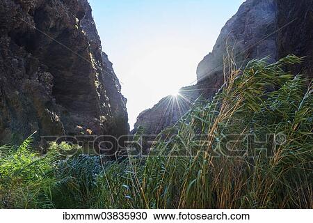 "Masca Gorge with reeds, Tenerife, Canary Islands, Spain, Europe" View Large Photo Image Stock Image - "Masca Gorge with reeds, Tenerife, Canary Islands, Spain, Europe". Fotosearch