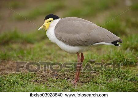 "Mask Lapwing (Vanellus miles), captive, Saxony-Anhalt, Germany, Europe" View Large Photo Image Stock Image - "Mask Lapwing (Vanellus miles), captive, Saxony-Anhalt, Germany, Europe". Fotosearch