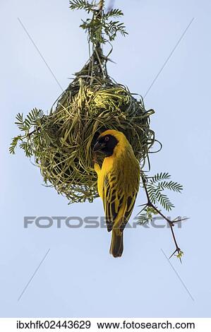 "Mask Weaver (Ploceus velatus), Otjinene, Namibia, Africa" View Large Photo Image Stock Photo - "Mask Weaver (Ploceus velatus), Otjinene, Namibia, Africa". Fotosearch