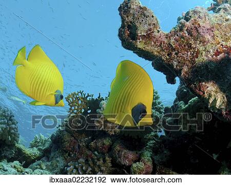 "Masked butterfly, Golden butterflyfish, Bluecheek butterflyfish (Chaetodon semilarvatus), Red Sea, Egypt, Africa" View Large Photo Image Stock Image - "Masked butterfly, Golden butterflyfish, Bluecheek butterflyfish (Chaetodon semilarvatus), Red Sea, Egypt, Africa". Fotosearch