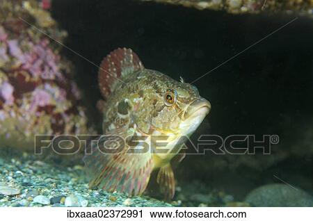 "Masked greenling (Hexagrammos octogrammus), Japan Sea, Far East, Primorsky Krai, Russian Federation" View Large Photo Image Stock Image - "Masked greenling (Hexagrammos octogrammus), Japan Sea, Far East, Primorsky Krai, Russian Federation". Fotosearch