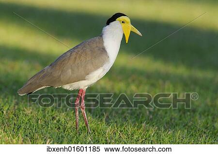 "Masked lapwing (Vanellus miles), Australia, Oceania" View Large Photo Image Stock Photography - "Masked lapwing (Vanellus miles), Australia, Oceania". Fotosearch