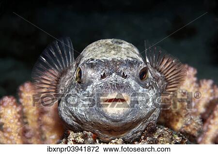 "Masked puffer (Arothron diadematus) on coral, Red Sea, Egypt, Africa" View Large Photo Image Stock Image - "Masked puffer (Arothron diadematus) on coral, Red Sea, Egypt, Africa". Fotosearch