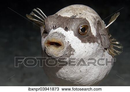 "Masked puffer (Arothron diadematus) on coral, Red Sea, Egypt, Africa" View Large Photo Image Stock Image - "Masked puffer (Arothron diadematus) on coral, Red Sea, Egypt, Africa". Fotosearch