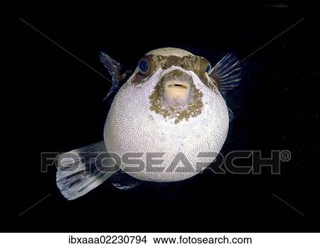 "Masked puffer (Arothron diadematus), Red Sea, Egypt, Africa" View Large Photo Image Picture - "Masked puffer (Arothron diadematus), Red Sea, Egypt, Africa". Fotosearch