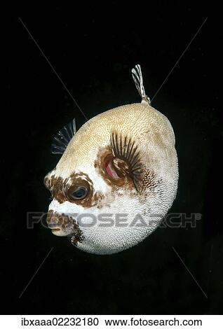 "Masked puffer (Arothron diadematus), Red Sea, Egypt, Africa" View Large Photo Image Stock Image - "Masked puffer (Arothron diadematus), Red Sea, Egypt, Africa". Fotosearch