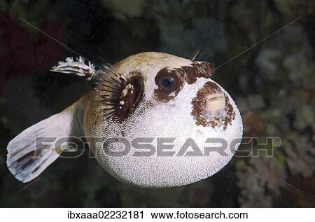 "Masked puffer (Arothron diadematus), Red Sea, Egypt, Africa" View Large Photo Image Stock Image - "Masked puffer (Arothron diadematus), Red Sea, Egypt, Africa". Fotosearch