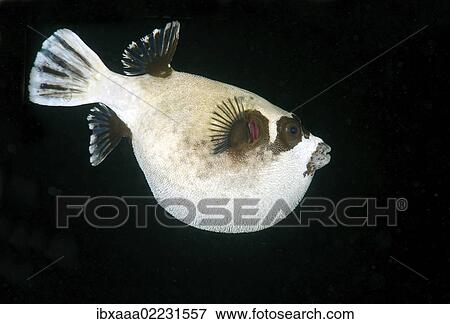"Masked puffer (Arothron diadematus), Red Sea, Egypt, Africa" View Large Photo Image Stock Photo - "Masked puffer (Arothron diadematus), Red Sea, Egypt, Africa". Fotosearch