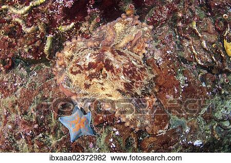 "Masking Giant Pacific octopus or North Pacific Giant octopus (Enteroctopus dofleini), Japan Sea, Far East, Primorsky Krai, Russian Federation" View Large Photo Image Stock Image - "Masking Giant Pacific octopus or North Pacific Giant octopus (Enteroctopus dofleini), Japan Sea, Far East, Primorsky Krai, Russian Federation". Fotosearch