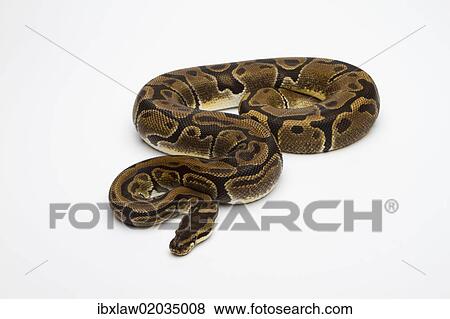"Matanic Ball Python or Royal Python (Python regius), female" View Large Photo Image Stock Photo - "Matanic Ball Python or Royal Python (Python regius), female". Fotosearch
