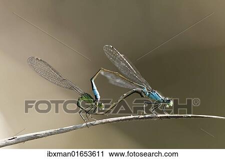 "Mating pair of Blue-tailed Damselflies (Ischnura elegans), Bavaria, Germany, Europe" View Large Photo Image Stock Image - "Mating pair of Blue-tailed Damselflies (Ischnura elegans), Bavaria, Germany, Europe". Fotosearch