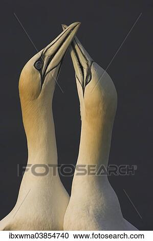"Mating ritual of two Northern Gannets (Morus bassanus), Heligoland, Schleswig-Holstein, Germany, Europe" View Large Photo Image Stock Image - "Mating ritual of two Northern Gannets (Morus bassanus), Heligoland, Schleswig-Holstein, Germany, Europe". Fotosearch