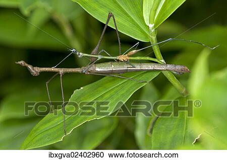 "Mating Stick Grasshoppers (Taxiarchus spec. ), exhibiting sexual dimorphism, mating, Tiputini rain forest, Yasuni National Park, Ecuador, South America" View Large Photo Image Stock Image - "Mating Stick Grasshoppers (Taxiarchus spec. ), exhibiting sexual dimorphism, mating, Tiputini rain forest, Yasuni National Park, Ecuador, South America". Fotosearch