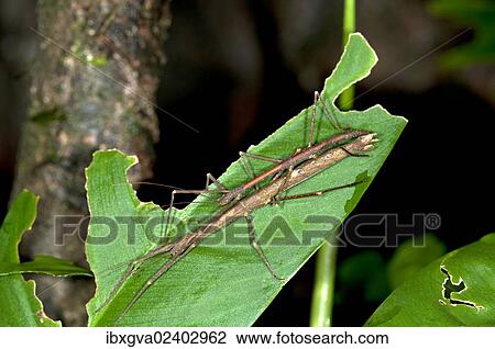 "Mating stick insects (Phasmatodea spec. ) exhibiting sexual dimorphism, mating, Tandayapa region, Andean cloud forest, Ecuador, South America" View Large Photo Image Stock Image - "Mating stick insects (Phasmatodea spec. ) exhibiting sexual dimorphism, mating, Tandayapa region, Andean cloud forest, Ecuador, South America". Fotosearch
