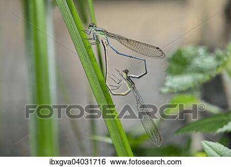 "Mating wheel of Pseudagrion spernatum dragonflies, Harenna Forest, Bale Mountains, Oromia Region, Ethiopia, Africa" View Large Photo Image Stock Photograph - "Mating wheel of Pseudagrion spernatum dragonflies, Harenna Forest, Bale Mountains, Oromia Region, Ethiopia, Africa". Fotosearch
