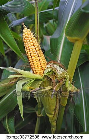 "Mature cob of Maize (Zea mays) growing on the plant, Bavaria, Germany, Europe" View Large Photo Image Stock Photograph - "Mature cob of Maize (Zea mays) growing on the plant, Bavaria, Germany, Europe". Fotosearch