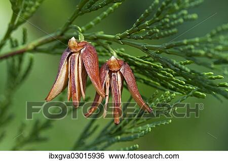 "Mature female cones of the California Incense Cedar (Calocedrus decurrens, syn. Libocedrus decurrens), United States, North America" View Large Photo Image Stock Photograph - "Mature female cones of the California Incense Cedar (Calocedrus decurrens, syn. Libocedrus decurrens), United States, North America". Fotosearch