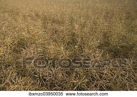 Stock Photography - "Mature Rape field (Brassica napus), Mecklenburg-Western Pomerania, Germany, Europe". Fotosearch