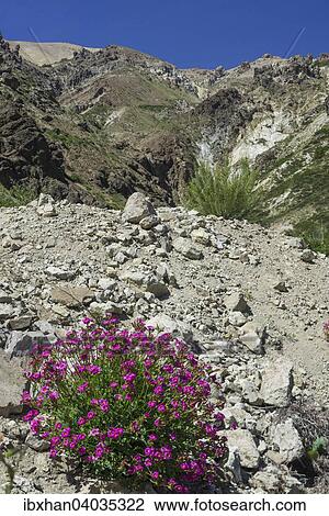 "Maule Valley, in the foreground Purple sorrel (Oxalis purpurea), San Clemente, Maule, Chile, South America" View Large Photo Image Stock Image - "Maule Valley, in the foreground Purple sorrel (Oxalis purpurea), San Clemente, Maule, Chile, South America". Fotosearch