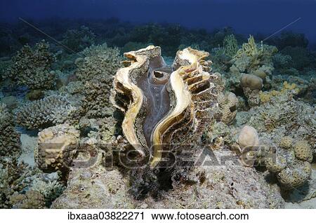 "Maxima Clam (Tridacna maxima), Red Sea, Egypt, Africa" View Large Photo Image Stock Image - "Maxima Clam (Tridacna maxima), Red Sea, Egypt, Africa". Fotosearch