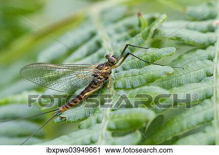 "Mayfly (Ephemeridae), male, on Bracken frond, South Wales, United Kingdom, Europe" View Large Photo Image Stock Image - "Mayfly (Ephemeridae), male, on Bracken frond, South Wales, United Kingdom, Europe". Fotosearch