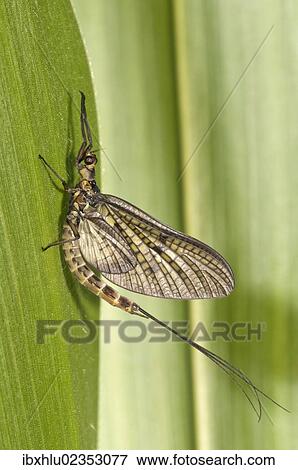 Stock Photo - "Mayfly or Green Drake (Ephemera danica), Untergroeningen, Baden-Wuerttemberg, Germany, Europe". Fotosearch