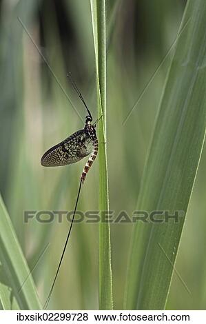 "Mayfly or Shadfly (Ephemeroptera), Ummendorfer Ried nature reserve, Upper Swabia, Baden-Wuerttemberg, Germany, Europe" View Large Photo Image Stock Photo - "Mayfly or Shadfly (Ephemeroptera), Ummendorfer Ried nature reserve, Upper Swabia, Baden-Wuerttemberg, Germany, Europe". Fotosearch